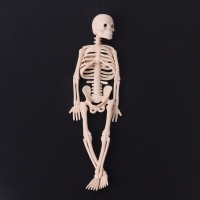 HBB Skeleton Human Model Skull Full Body Mini Figure Toy Phone Hanger Halloween